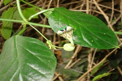 Ceropegia elegans